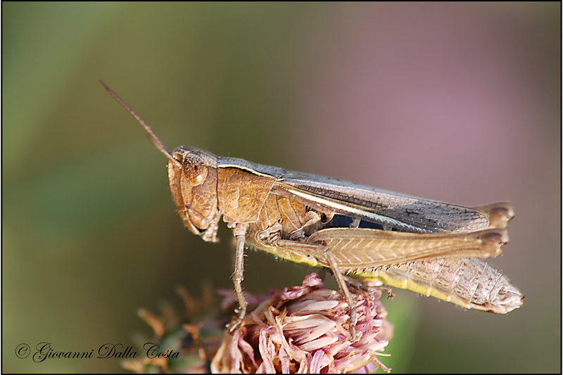 Cavalletta dalla posa austera: cfr. C. (Glyptobothrus) sp.